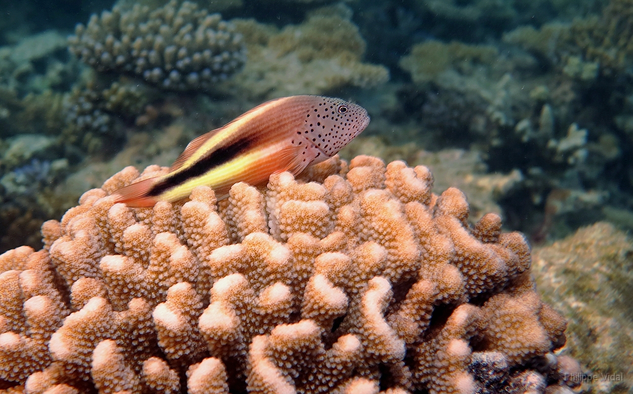 Velidhu - 2013_03_09 - IMG_0286rf_Poisson faucon a taches de rousseur - Paracirrhites forsteri_House reef_pmt.jpg